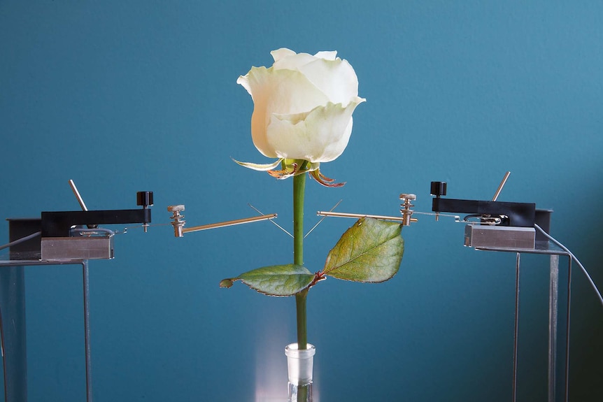 A rose under investigation at Linkoping University's Laboratory of Organic Electronics.