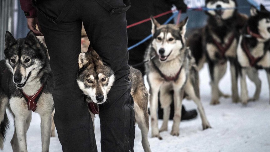 The head of one of the lead sled dogs is held between someone's legs as it is prepped before the start of the race.
