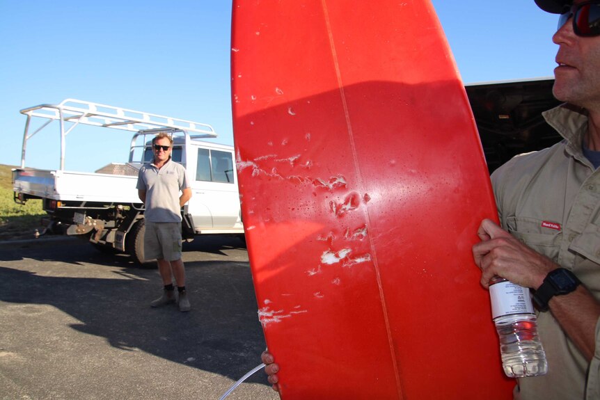 A red surfboard with bite marks from a shark in the back of a vehicle.