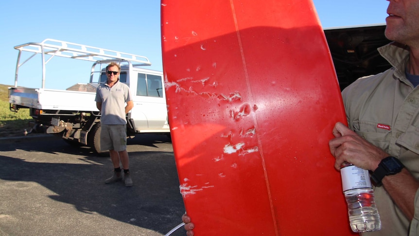 A red surfboard with bite marks from a shark in the back of a vehicle.