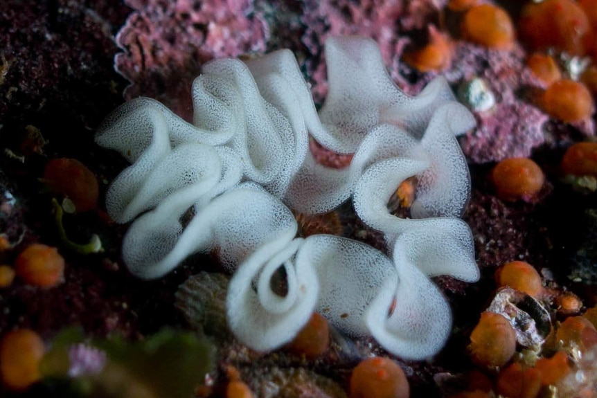 White coloured eggs of the eggs of a nudibranch in a wavy, circular shape shape.