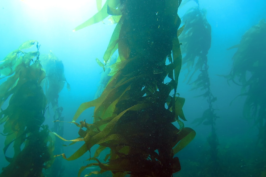 Kelp forest in ocean.