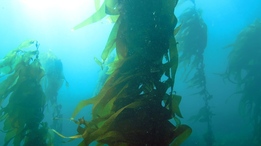 Kelp forest in ocean.