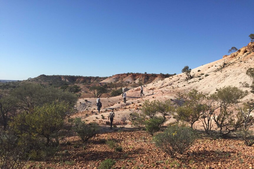 A group of people in the middle distance walk along white mountains in the outback