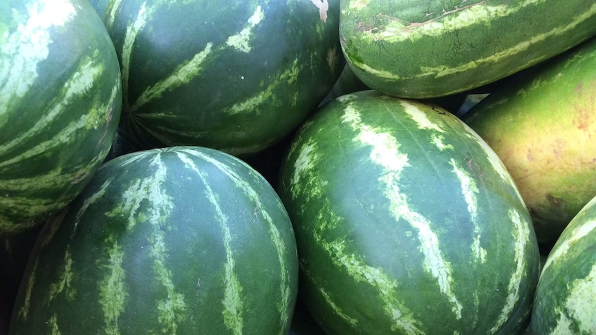 watermelons in a pile