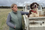 Woman stands next to a white ute, brown boder collie dogs sits in the tray.