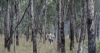 A ranger walks through trees setting grass alight.