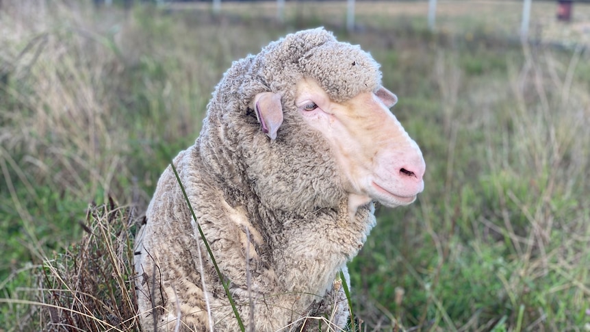A merino sheep close up in a field