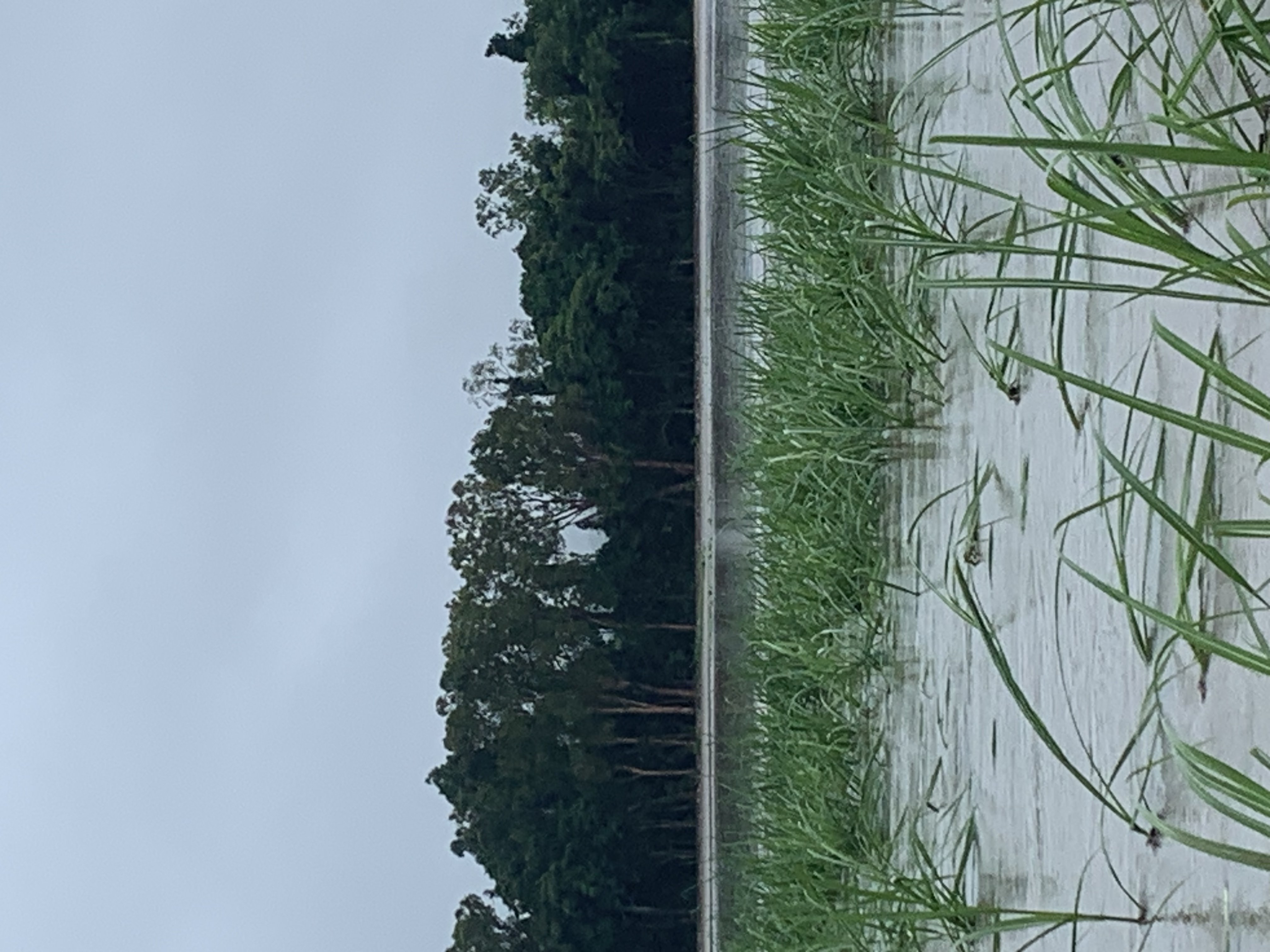 A cane paddock is flooded 