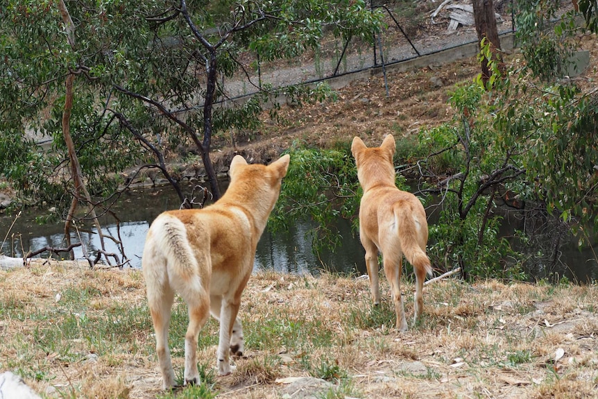 Two dingoes at Cleland Wildlife Park.