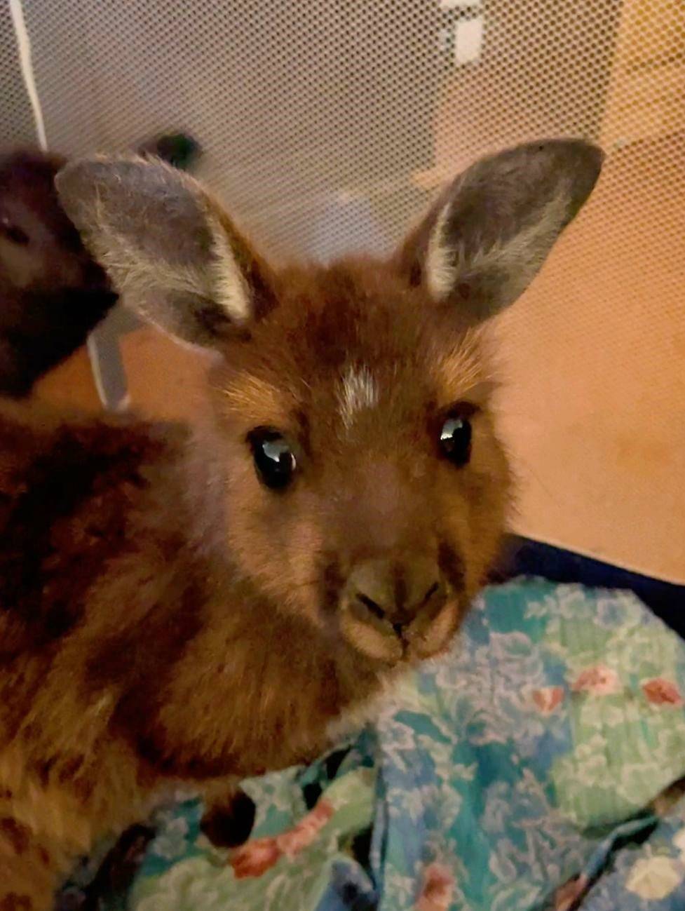 Kangaroo Island joey retrieved in 'one in a million' rescue thanks to bad phone reception ABC News