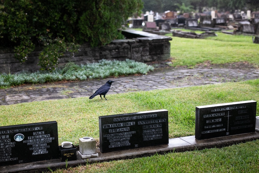 A black crow stands behind a row of graves.