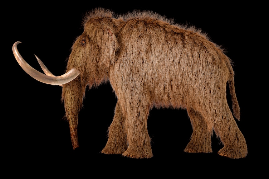 Woolly mammoth realistic 3d illustration viewed from a side.