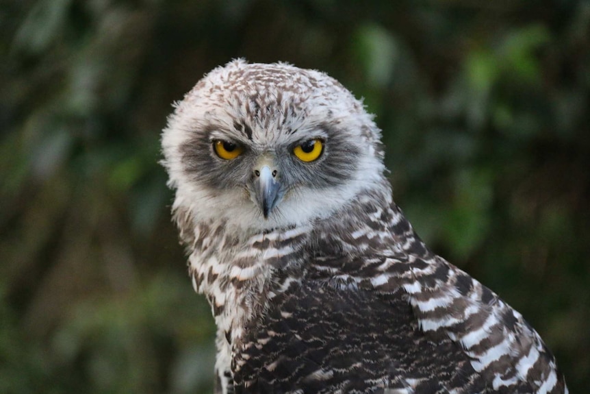 A rescued powerful owl with yellow eyes stares at the camera after it was released back into the wild.