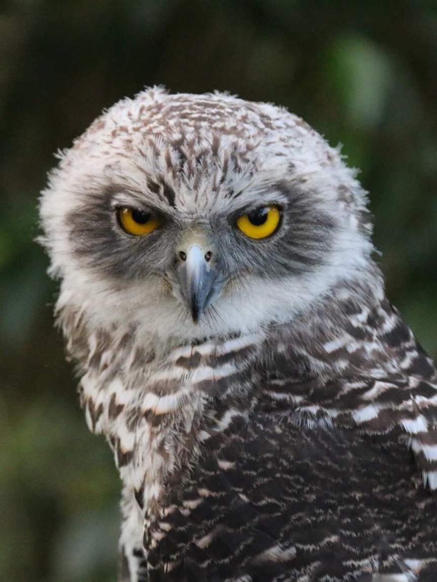 A rescued powerful owl with yellow eyes stares at the camera after it was released back into the wild.