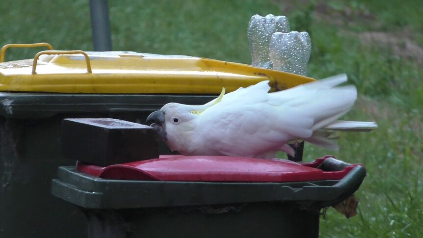 A cockatoo pushing a brick off a bin