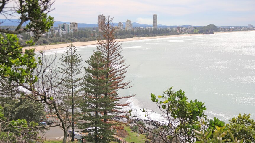 Dying Norfolk pines at Burleigh Heads