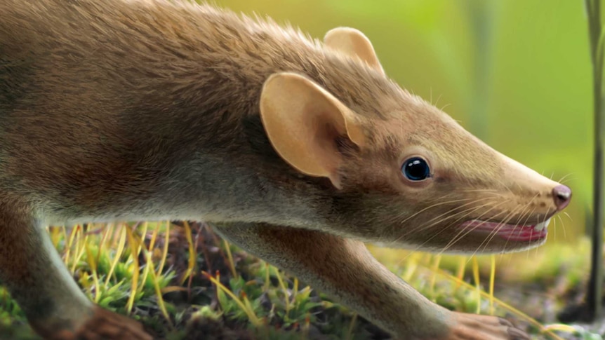 Artist's impression of Spinolestes xenarthrosus - an ancient rat like animal that lived during the time of the dinosaurs