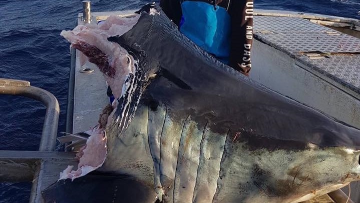 A man holds a shark head on a boat. The shark head has bite chunks taken out of its torso.