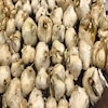Close up of lots of garlic bulbs.