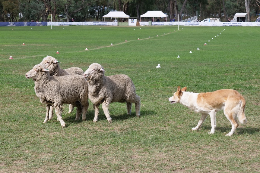 A brown and white dog herds three sheep