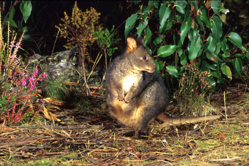 A wallaby crouches down in the bushes.