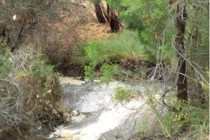 Creek with trees either side 