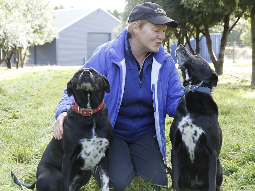 Truffle farmer Sue Daly with her two dogs Abbie and Holly at her truffle farm