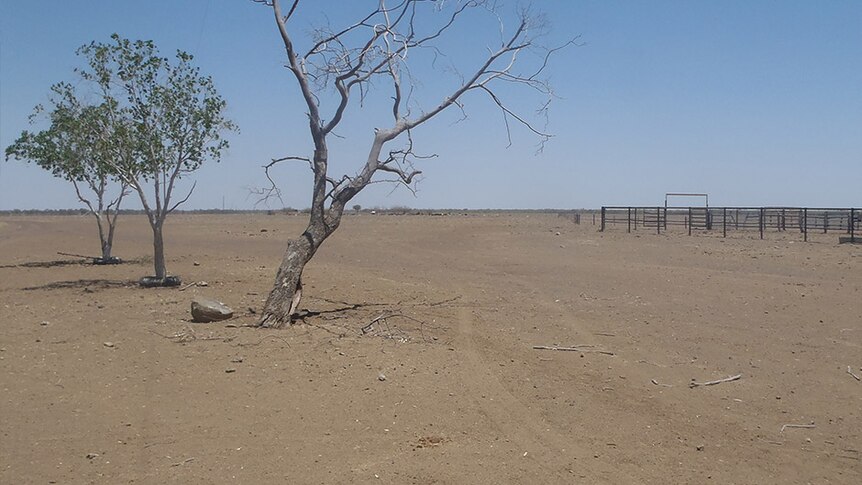 Cattle yards at Wando Station 2015