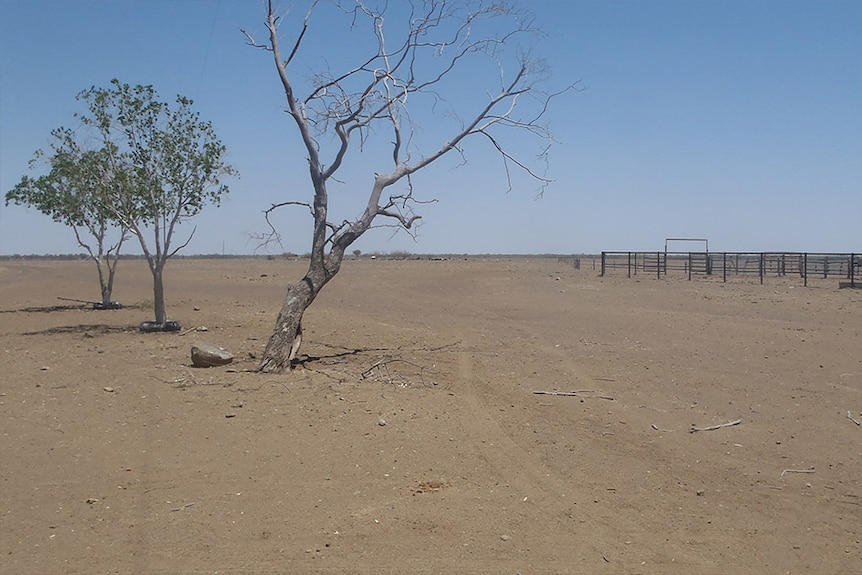 Cattle yards at Wando Station 2015