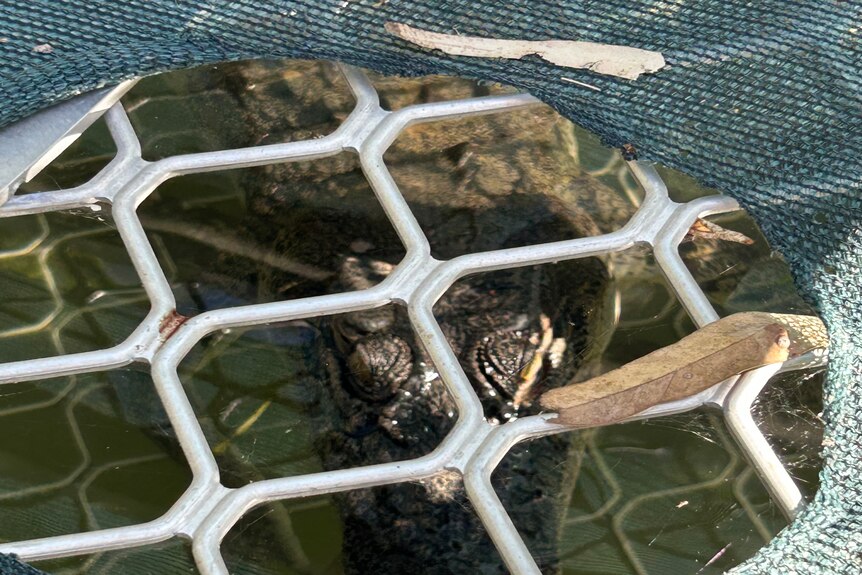 A crocodile trapped in a crocodile trap