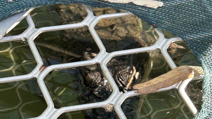 A crocodile trapped in a crocodile trap