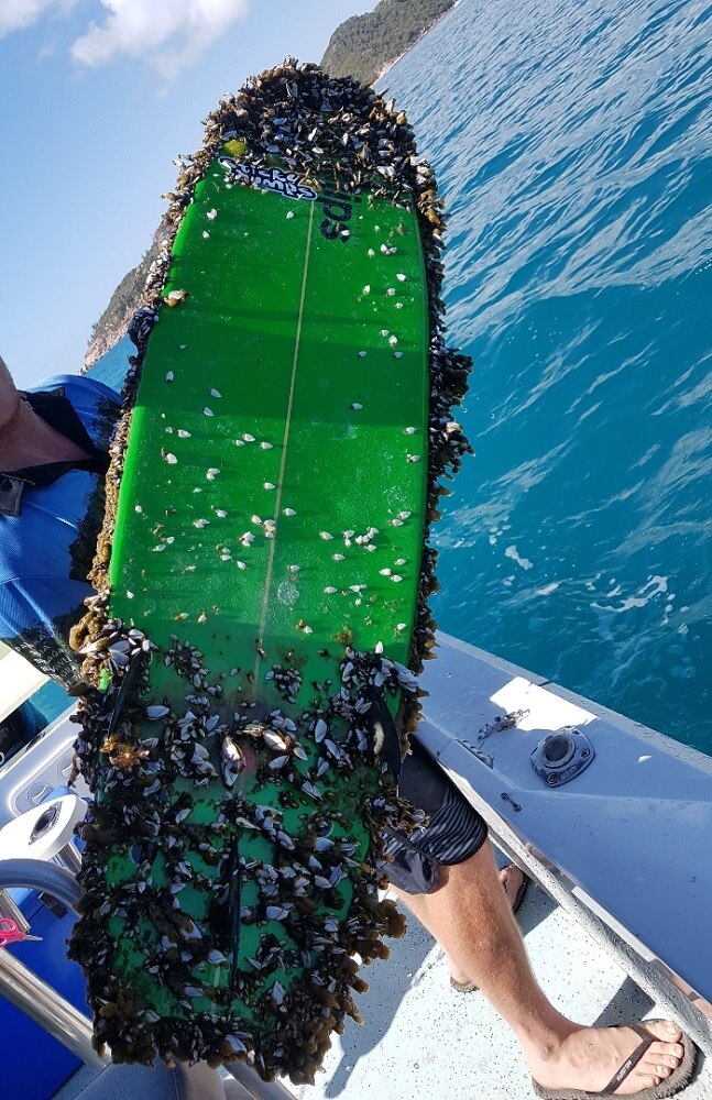 A man holds a green surfboard covered in barnacles