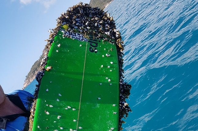 A man holds a green surfboard covered in barnacles