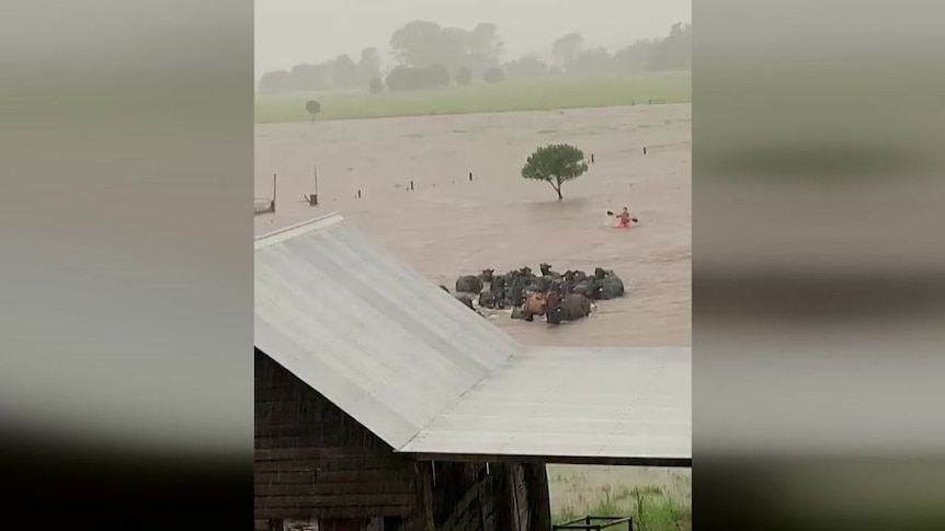 Livestock guided to safety through floodwaters near Kyogle.