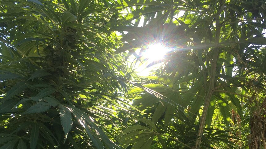 A Hunter Valley hemp crop