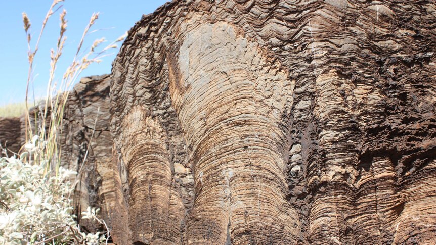 Fossil stromatolite in rocks from Western Australia