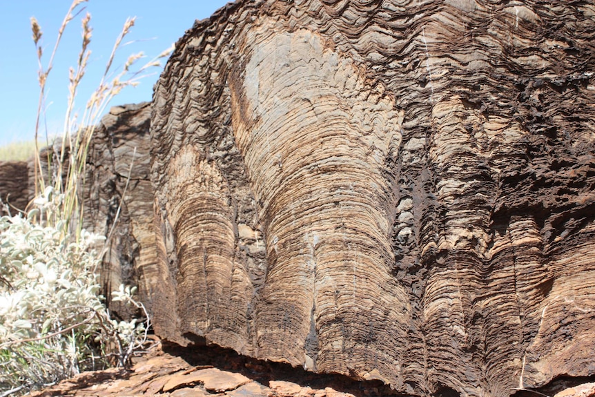 Close-up of a fossilised stromatolite in ancient rocks in the Pilbara.