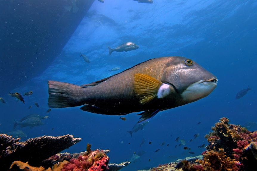 A side-on shot underwater of a fish swimming near coral.