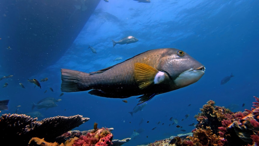 A side on shot underwater of a fish swimming near coral 