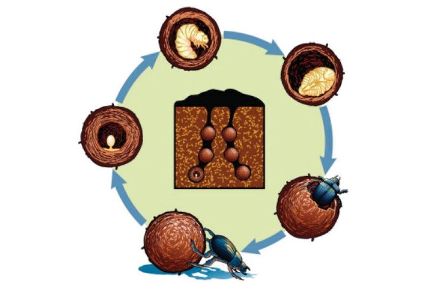 Graphic image of the life cycle of a dung beetle
