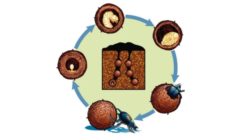 Graphic image of the life cycle of a dung beetle