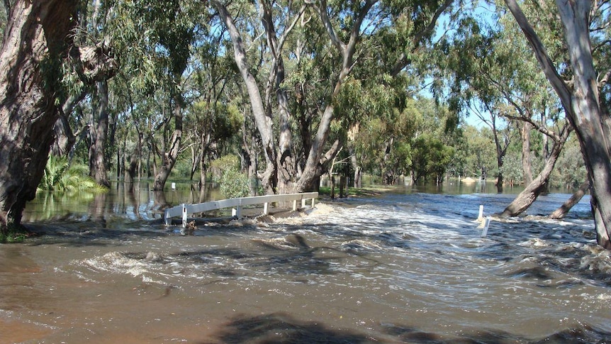 The Wimmera River at Dimboola is expected to peak today.