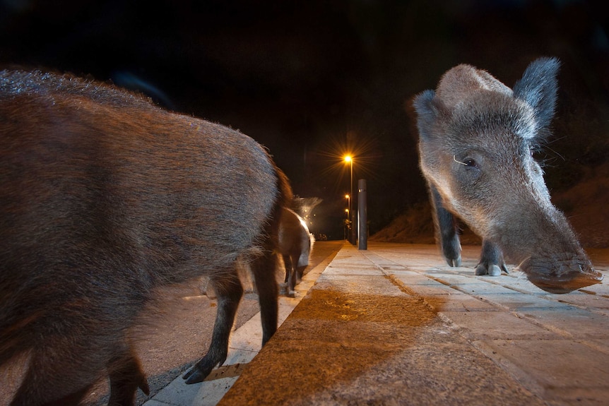 Wild boars looking for food at night in Barcelona, Spain
