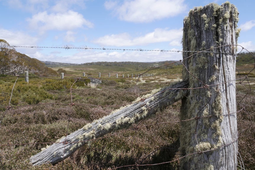 A barbed wire fence and wooden fencepost in a sub-alpine landscape.