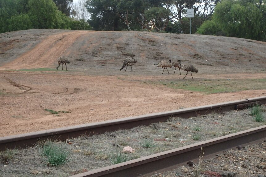 Emus grazing near a railway line in Peterborough.