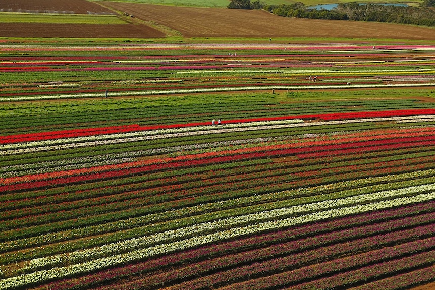 Aerial shot of colourful rows of tulips