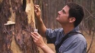 A vertical image of Dr Chris Burwell outside looking for insects on a tree