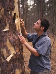 A vertical image of Dr Chris Burwell outside looking for insects on a tree