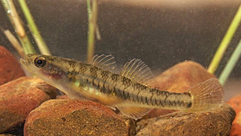 A new gudgeon fish caught in the Roe River in Western Australia's Kimberley region.